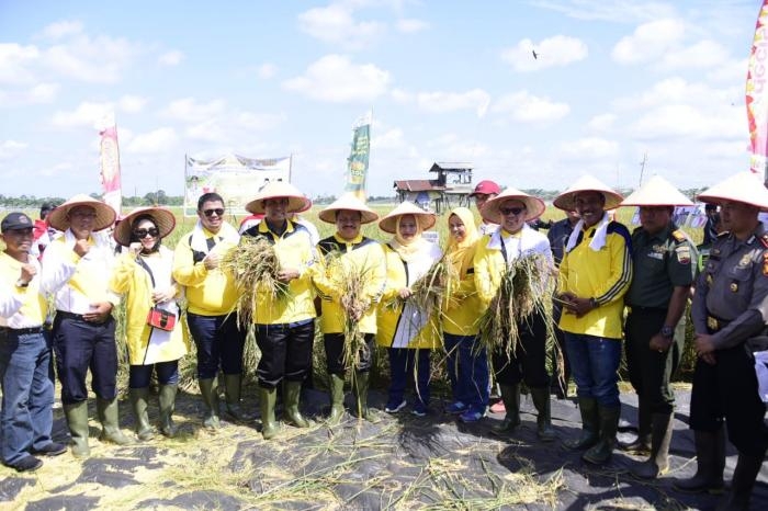 Bupati Amril dan Istri Memulai Secara Resmi Panen Raya Padi Desa Harapan Baru