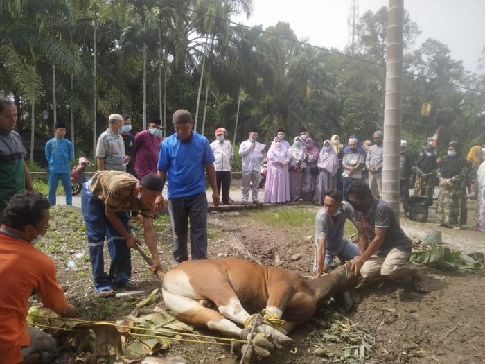 Kasmarni Tinjau Penyembelihan Hewan Qurban di Mushalla Nurul Falah Teluk Latak