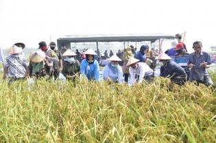 Kasmarni Syukuran Panen Padi Bersama Petani, Serta Ajak Sisihkan Rezeki Bantu Sesama