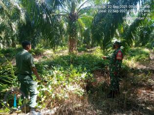 Pantau Karlahut, Anggota Koramil 11 Kandis Serda Brosur Siregar Giat Lakukan Patroli di Kampung Libo